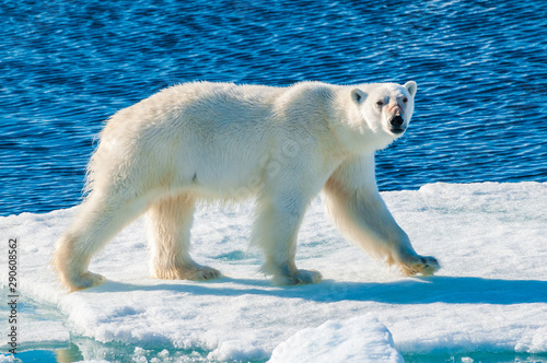 Large polar bear walking on the ice pack in the Arctic Circle, Barentsoya, Svalbard, Norway photo