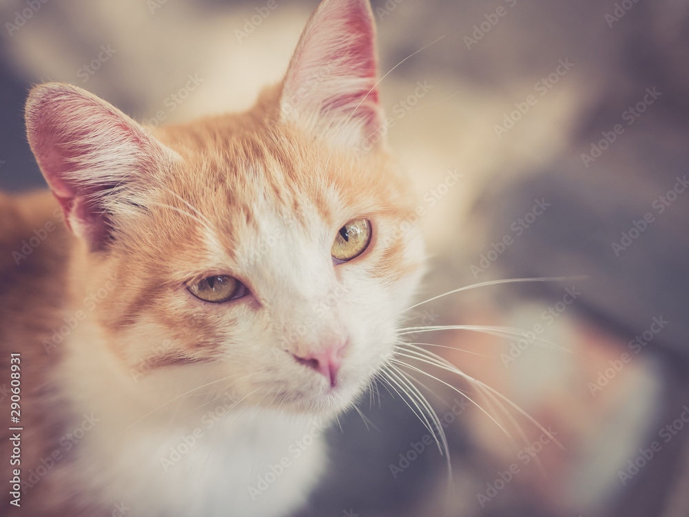 adorable portrait of white and orange kitten with green eyes outdoors with colorful background while playing
