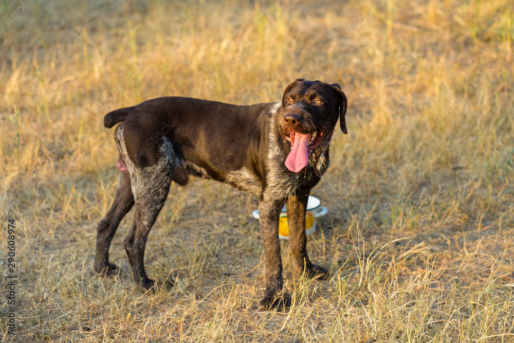 German hunting watchdog drathaar, Beautiful dog portrait on the hunt	