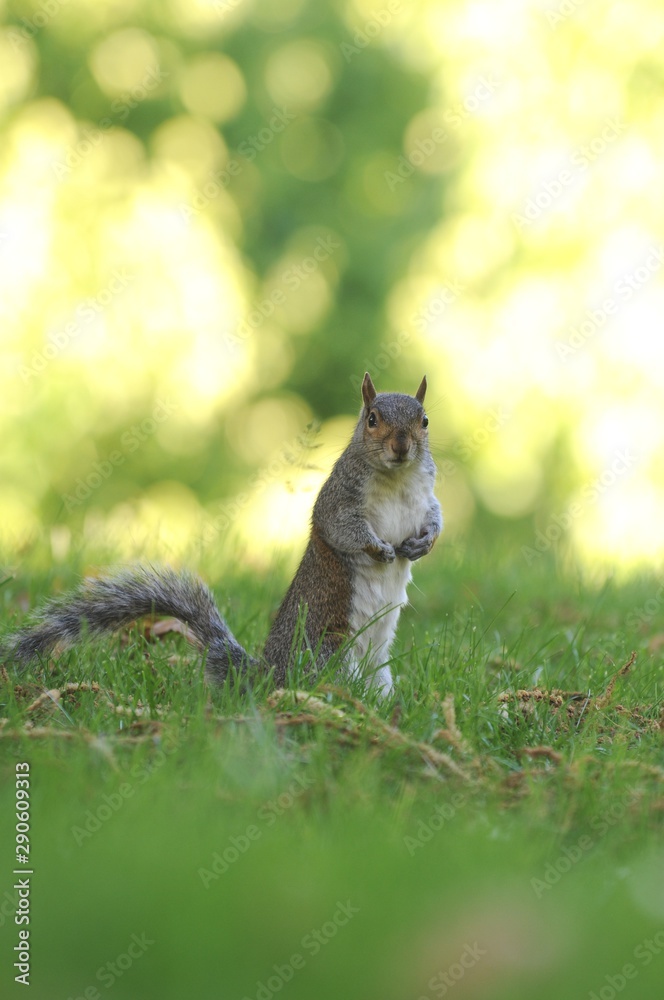Fototapeta premium miradas de ardilla