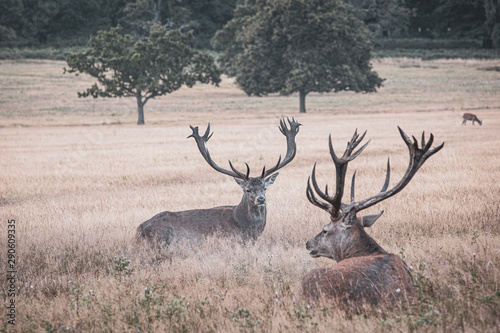 Portrait of majestic powerful adult red deer stag in autumn fall forest