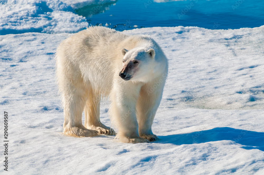 Large polar bear walking on the ice pack in the Arctic Circle, Barentsoya, Svalbard, Norway Large polar bear walking on the ice pack in the Arctic Circle, Barentsoya, Svalbard, Norway