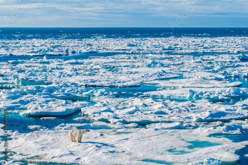 Large polar bear walking on the ice pack in the Arctic Circle, Barentsoya, Svalbard, Norway photo