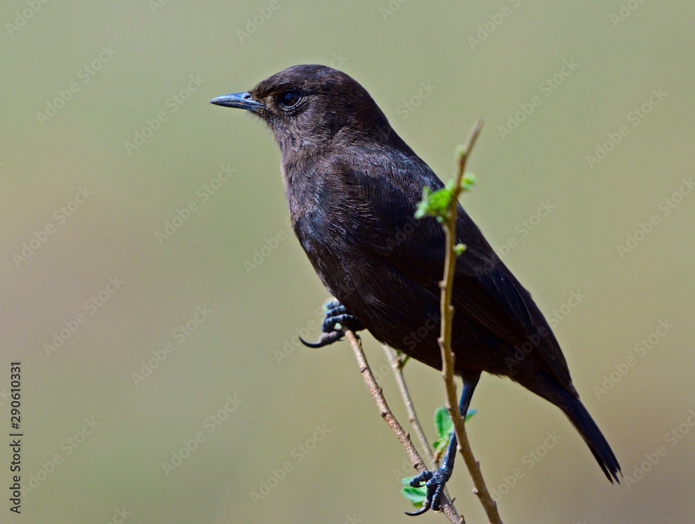 Fototapeta premium Sparrow