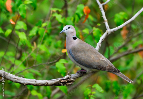 Wild Dove