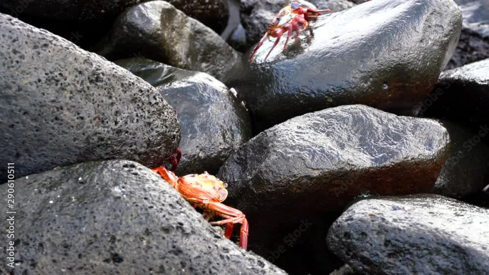 Galapagos Sally Lightfoot Crab - Flies on Back.. Galapagos Sally Lightfoot Crab - Flies on Back..