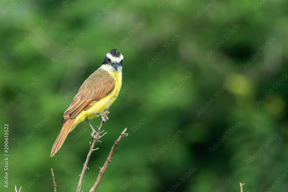 Fototapeta premium Bienteveo Común