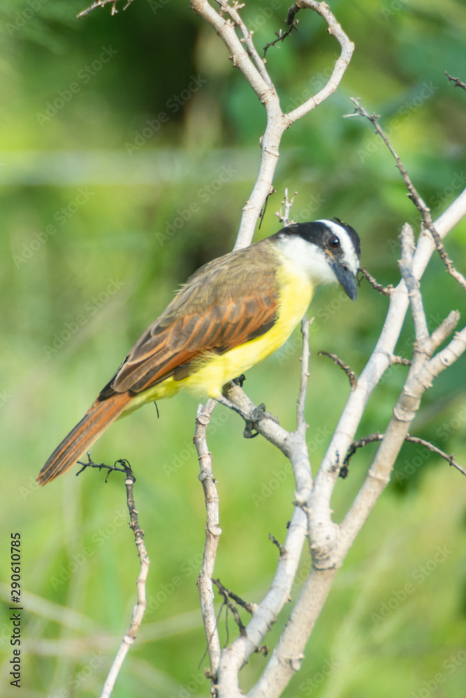 Obraz premium Bienteveo Común