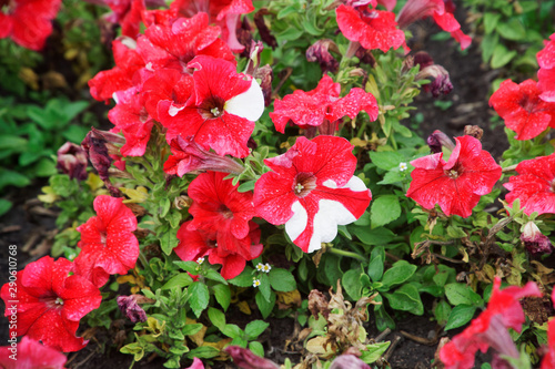 Two-tone red and white withered petunia in an autumn street flowerbed. City improvement. Decoration of squares and public areas with flowers