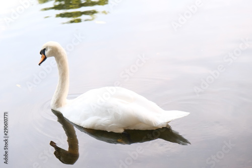 swan  
