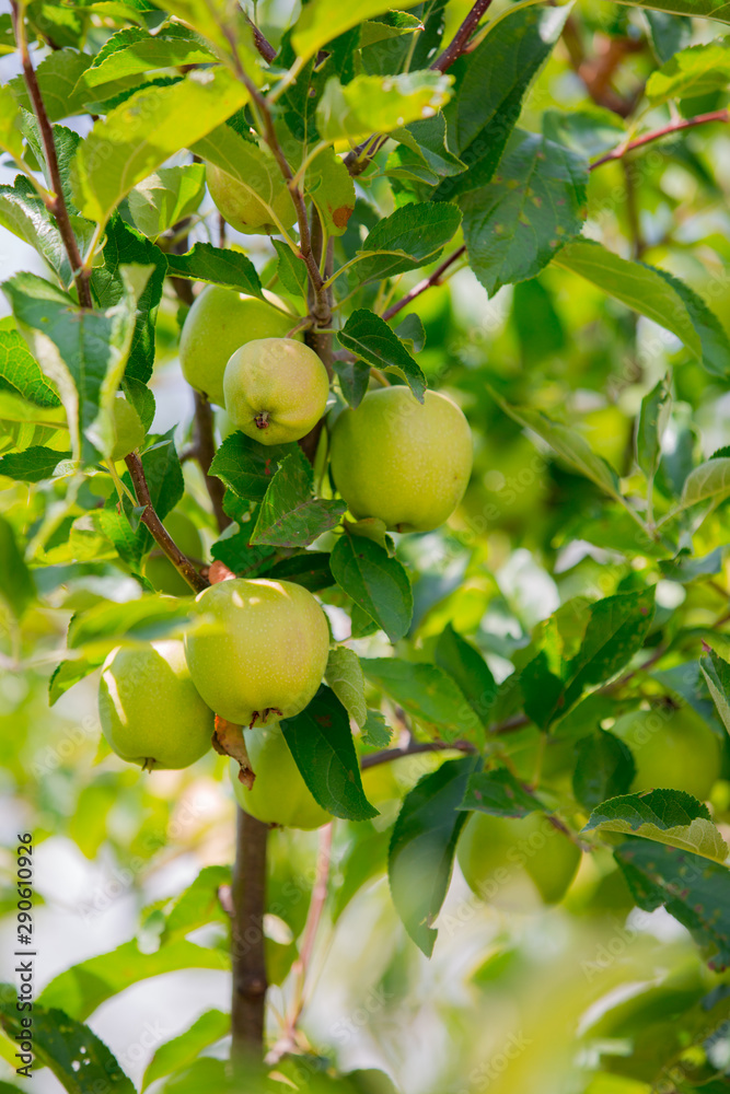 Growing organic green apples on the branch. Garden crops green background