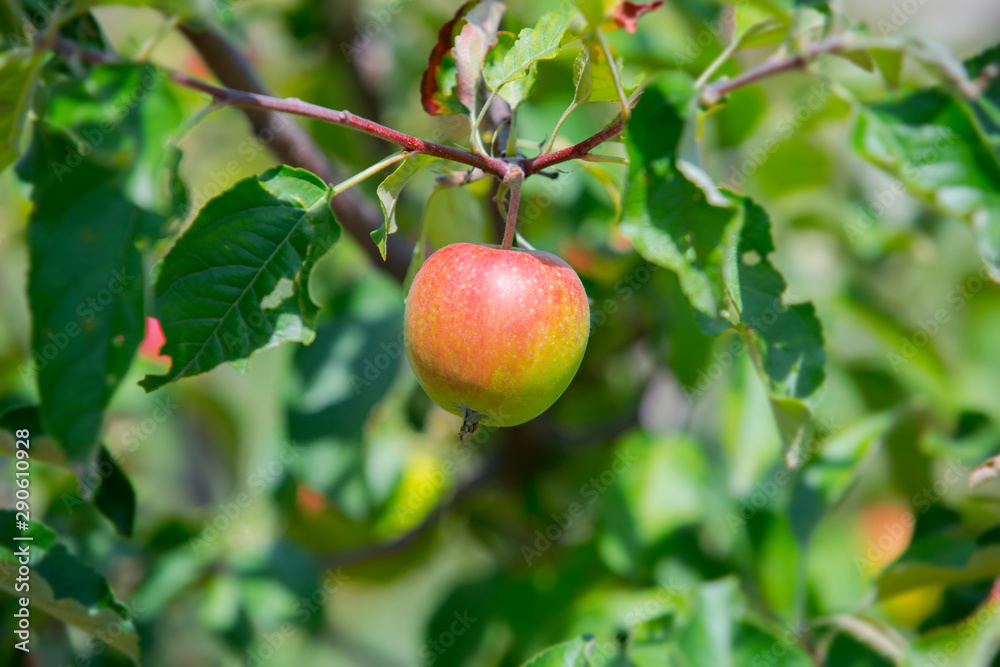 Pink apples on a branch in the garden. Natural background. Ripe fruit of apples Pink apples on a branch in the garden. Natural background. Ripe fruit of apples