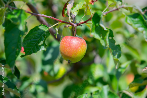 Pink apples on a branch in the garden. Natural background. Ripe fruit of apples