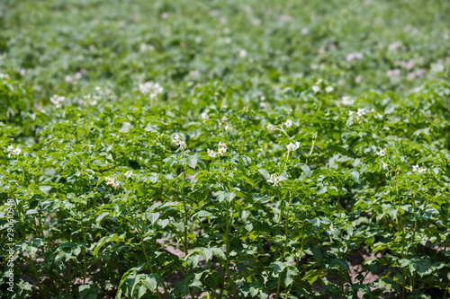 Potato bush blooming with white flowers. Harvest potatoes  a large field of planted crops