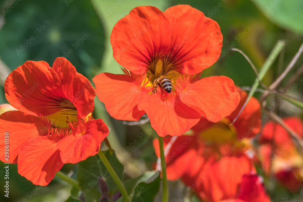 Orange Red Nasturtium Wildflowers and Honey Bee Orange Red Nasturtium Wildflowers and Honey Bee