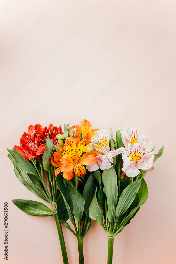 Beauty alstroemeria flowers