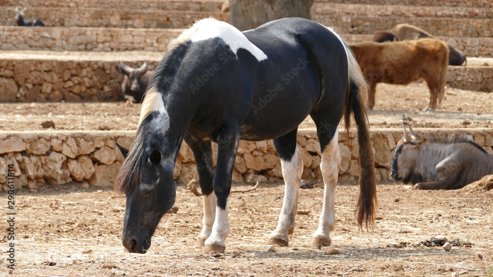 Cavallo domestico bianco e nero Cavallo domestico bianco e nero