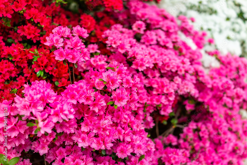 Macro closeup of many pink red rhododendron flowers closeup of texture with green leaves in park in Washington, DC Macro closeup of many pink red rhododendron flowers closeup of texture with green leaves in park in Washington, DC