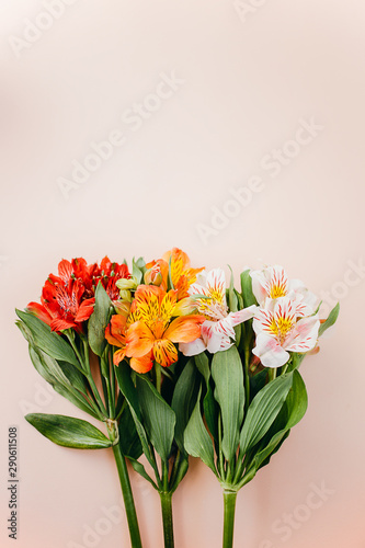 Beauty alstroemeria flowers