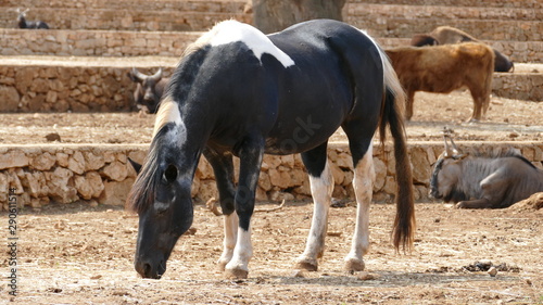 Cavallo domestico bianco e nero