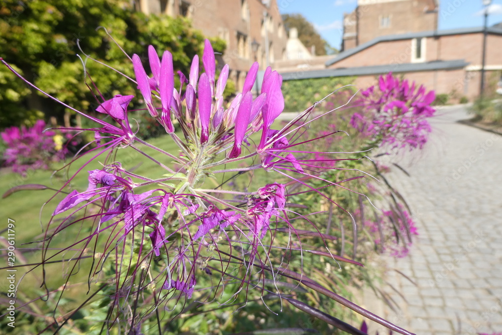Obraz premium Autumn Flowers