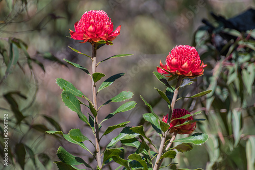 Waratah Wildflowers photo