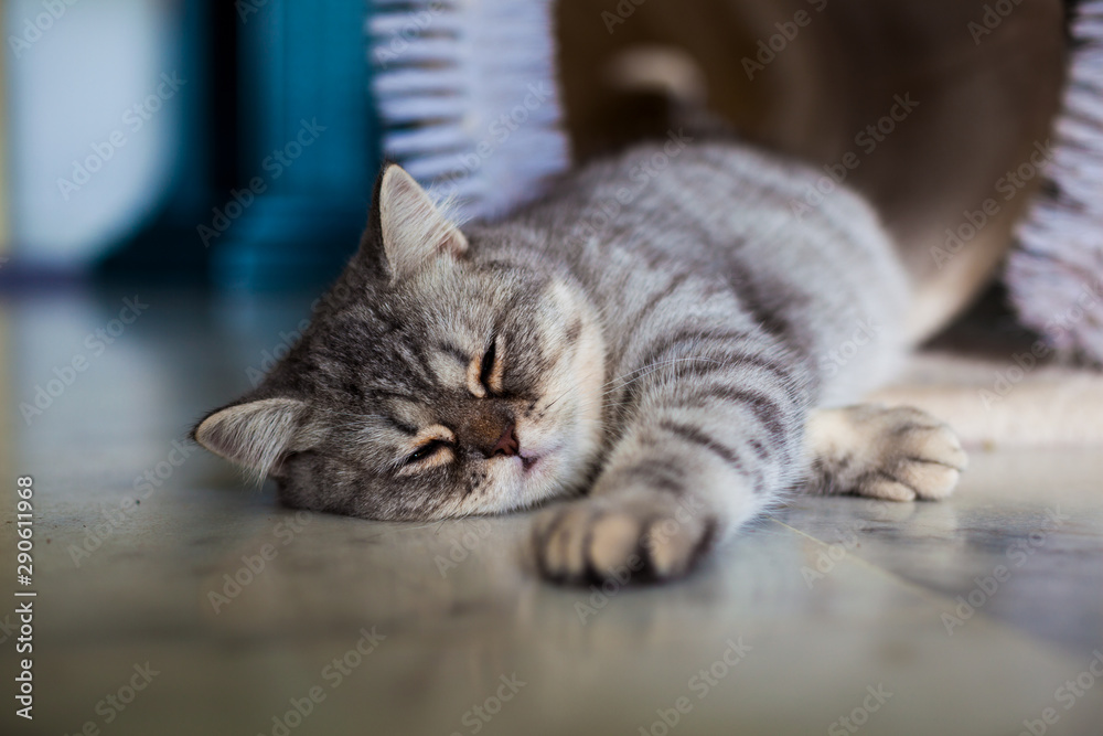 Scottish Straight. Cute cat portrait, happy pet.