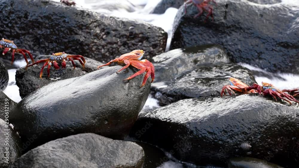 Galapagos Sally Lightfoot Crab - Closeup of Several.. Galapagos Sally Lightfoot Crab - Closeup of Several..