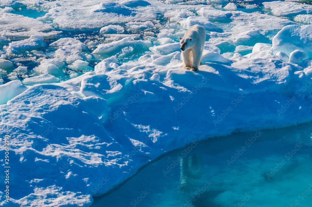 Naklejka premium Large polar bear walking on the ice pack in the Arctic Circle, Barentsoya, Svalbard, Norway