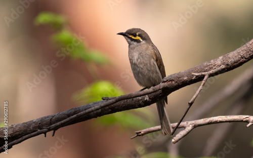 Yellow faced honeyeater perched on a branch