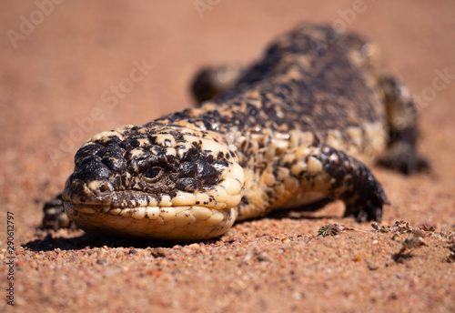 Shingleback lizard in outback Australia