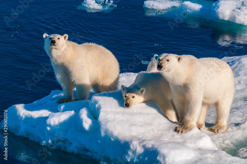 Mother polar  bear with cubs on  ice pack in the Arctic Circle, Barentsoya, Svalbard, Norway photo