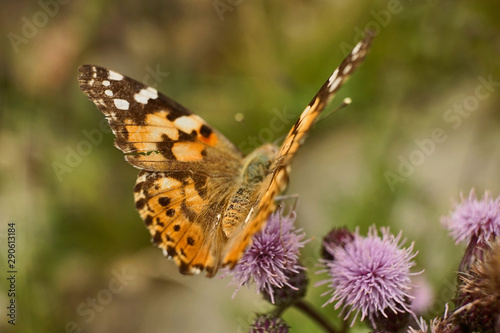 Schmetterlinge Deutschlands - Distelfalter