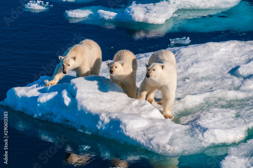 Mother polar  bear with cubs on  ice pack in the Arctic Circle, Barentsoya, Svalbard, Norway photo