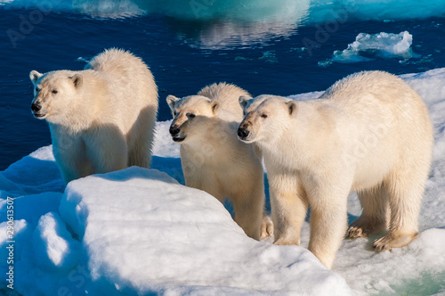 Mother polar  bear with cubs on  ice pack in the Arctic Circle, Barentsoya, Svalbard, Norway photo