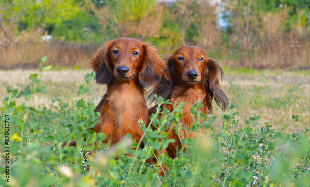  long-haired dachshund on grass