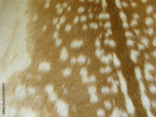 Photography Fur deer. Soft, fluffy and spotty.