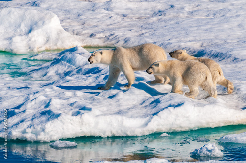 Mother polar  bear with cubs on  ice pack in the Arctic Circle, Barentsoya, Svalbard, Norway photo