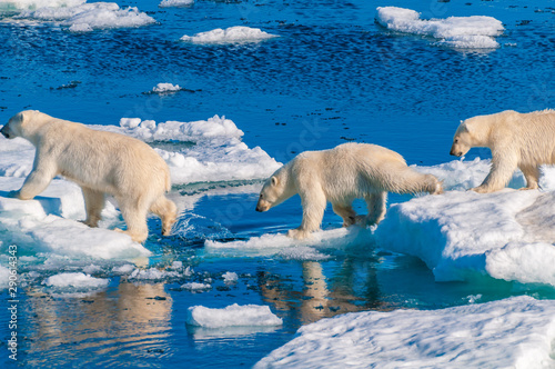 Mother polar  bear with cubs on  ice pack in the Arctic Circle, Barentsoya, Svalbard, Norway photo