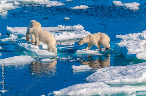 Mother polar  bear with cubs on  ice pack in the Arctic Circle, Barentsoya, Svalbard, Norway photo