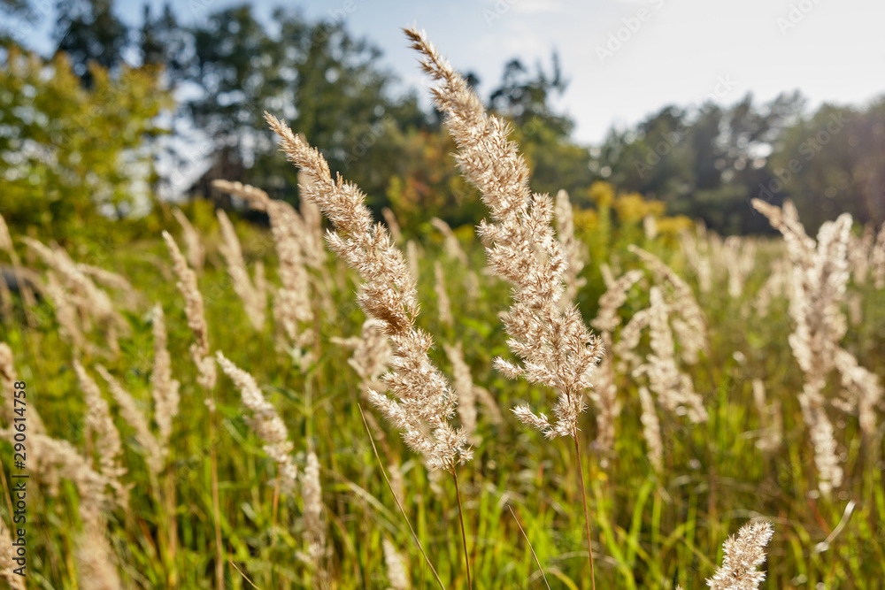 Autumn grass at sunset in the field Autumn grass at sunset in the field