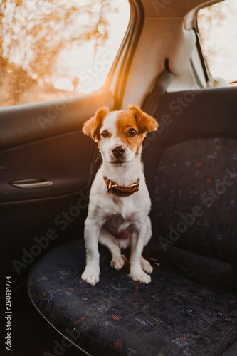 cute small jack russell dog in a car at sunset. Ready to travel. Traveling with pets concept Back light.