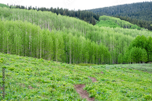 Bluebell wildflowers on Crested Butte, Colorado with Snodgrass hiking trail path in summer to lush green forest photo