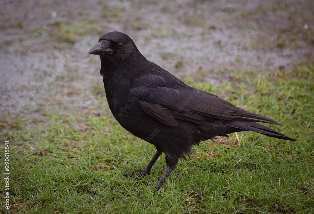 Carrion crow Carrion crow