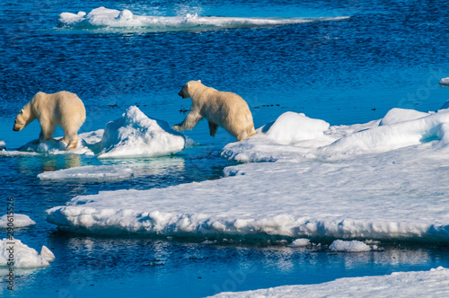 Mother polar  bear with cubs on  ice pack in the Arctic Circle, Barentsoya, Svalbard, Norway photo