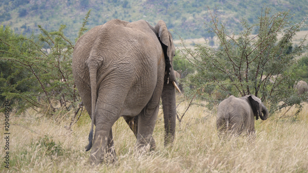 Fototapeta premium Baby elephant walking in front of his mother