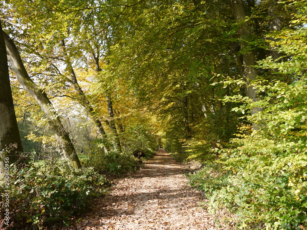 Obraz premium Jesienny las