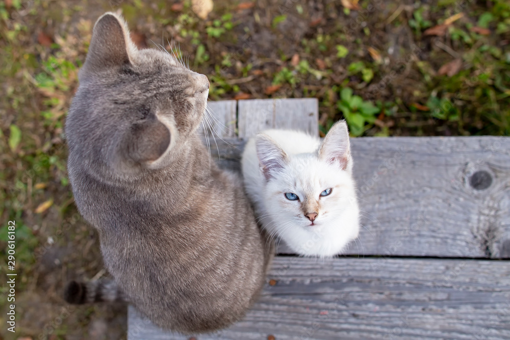 Φωτογραφία A serious little kitten with blue eyes and a stern look, and mom cat are sitting on a wooden bench in the village