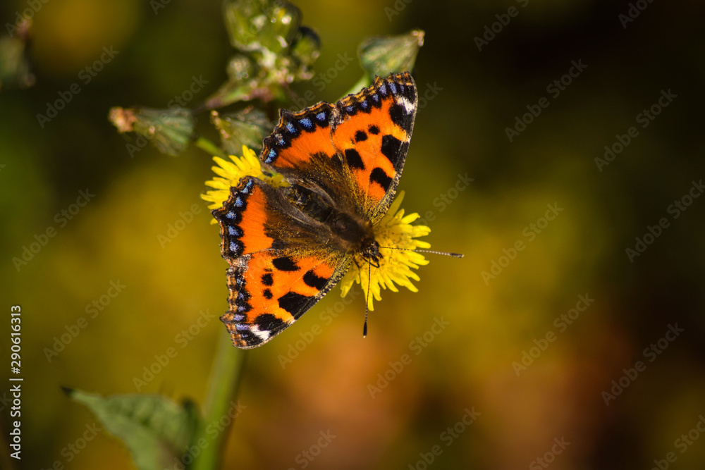 Small tortoiseshell