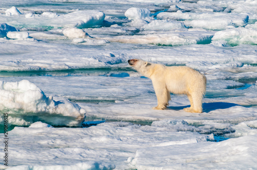 Large polar bear lying on a large ice pack in the Arctic Circle, Barentsoya, Svalbard, Norway photo